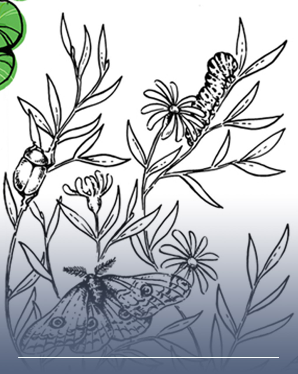 Disegno in bianco e nero di piante e fiori