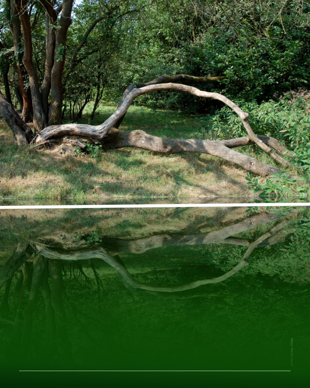 Fotografia di un albero che per via della sua posizione sembra realizzato da un artista